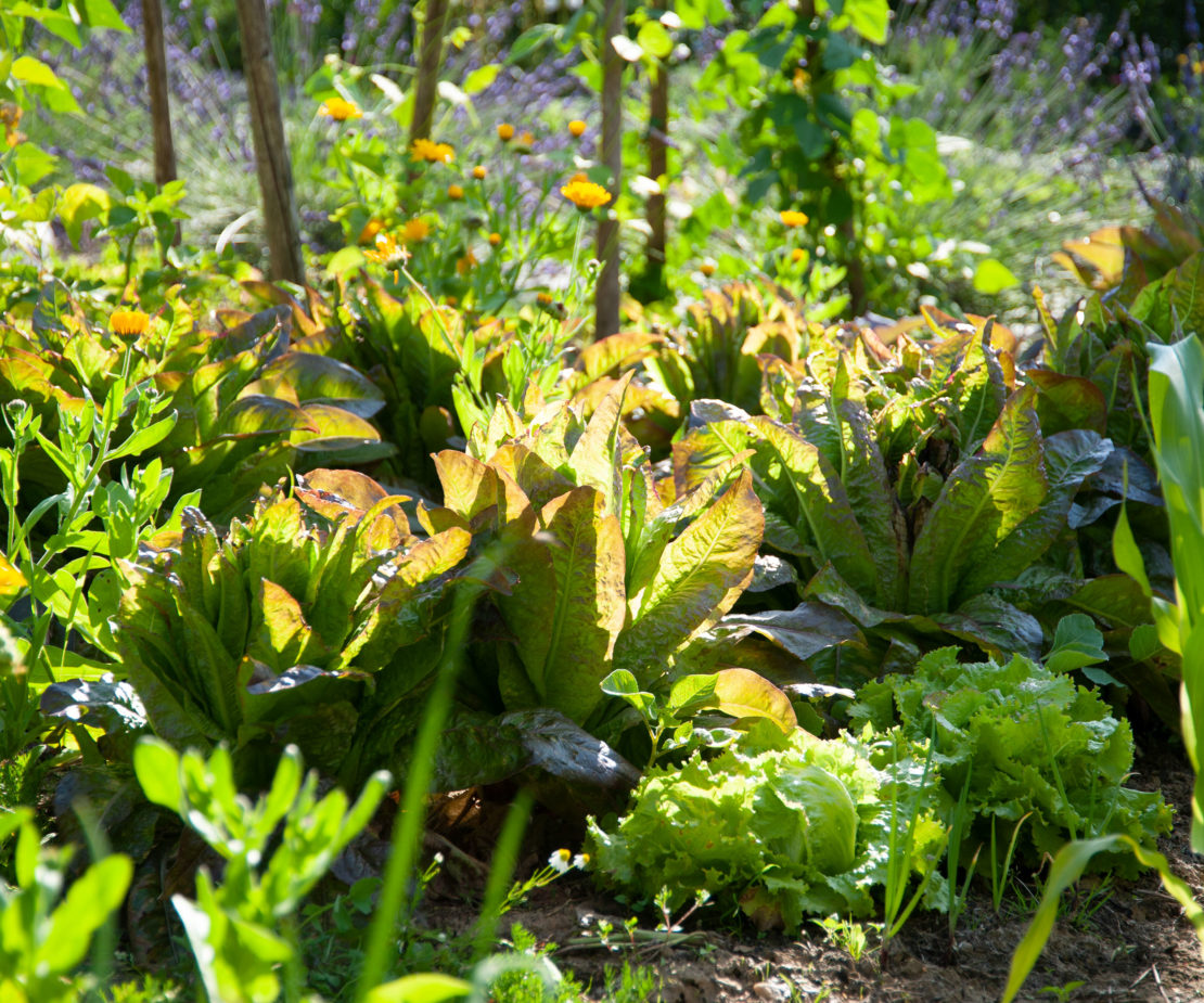 Gemüsebeet in der Sonne