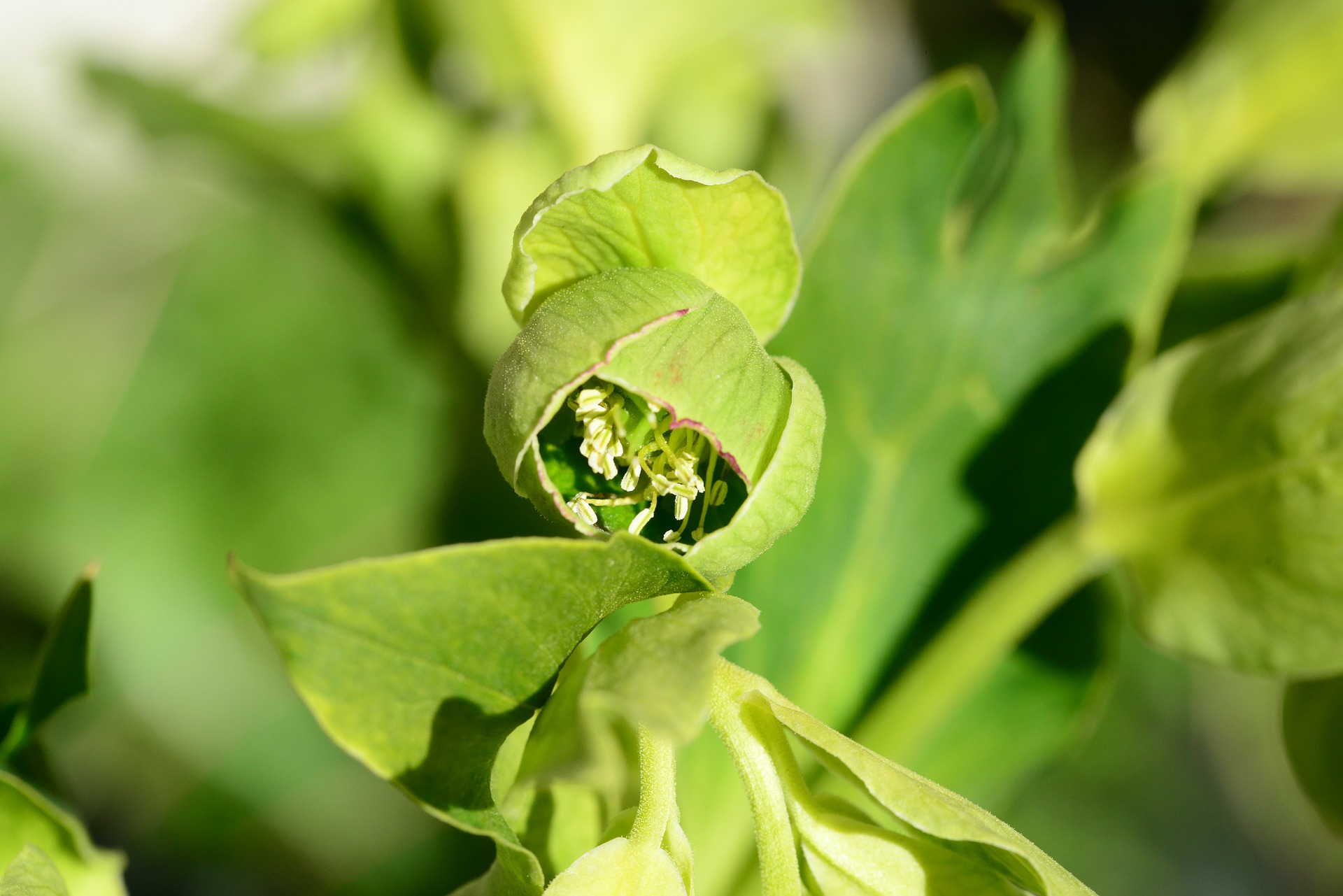 Wie die Nieswurz zu ihrem Namen kam GartenFlora