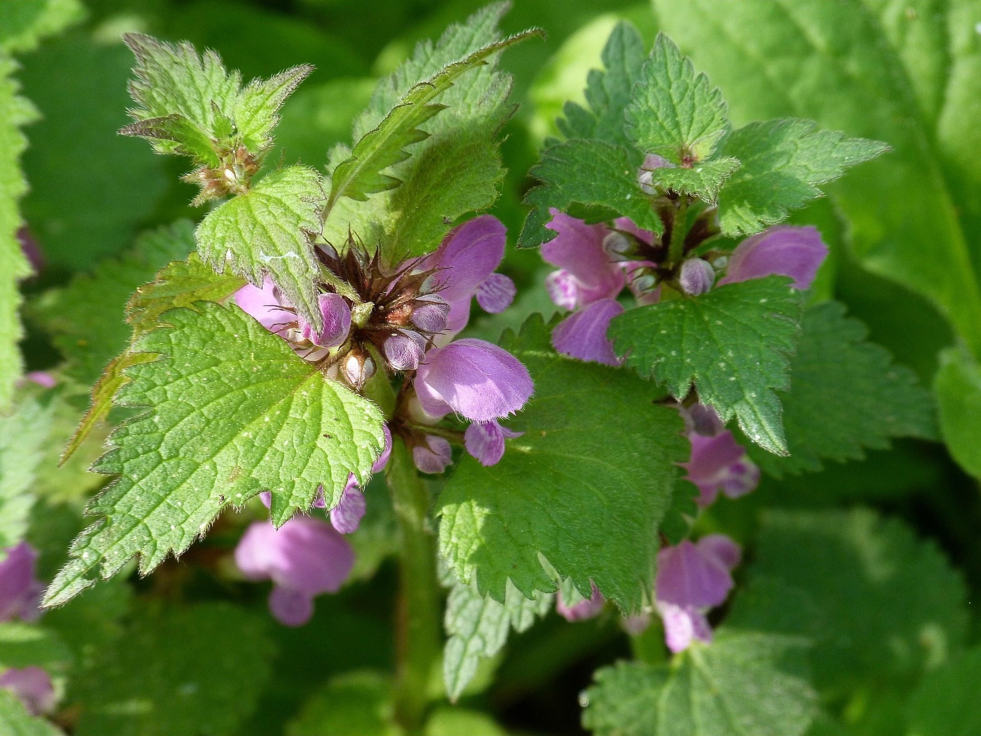 Achtung Wuchernde Pflanzen GartenFlora
