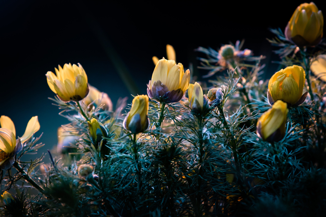 Adonisröschen mit geschlossenen gelben Knospen in der Dämmerung. Foto: AdobeStock_fanynka_u