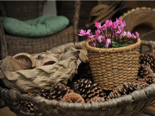 Alpenveilchen Cyclamen