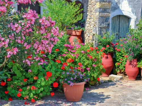 Blühende Kübelpflanzen Gute Partner GartenFlora