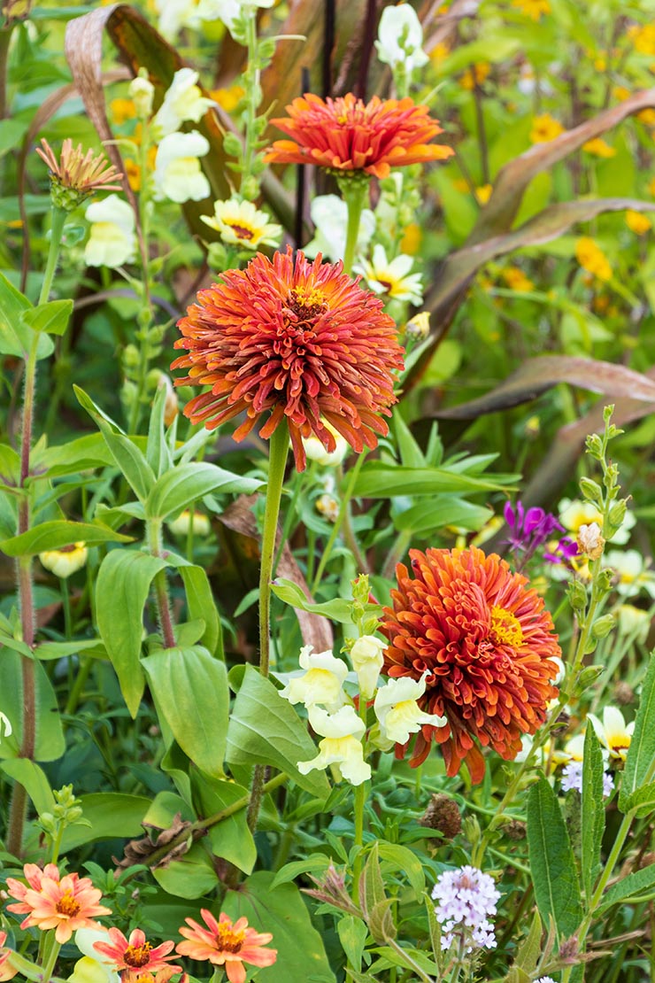 Blumensamen aussäen – Orangefarbene Zinnien und gelbe Löwenmäulchen. Foto. AdobeStock_Natalia Greeske