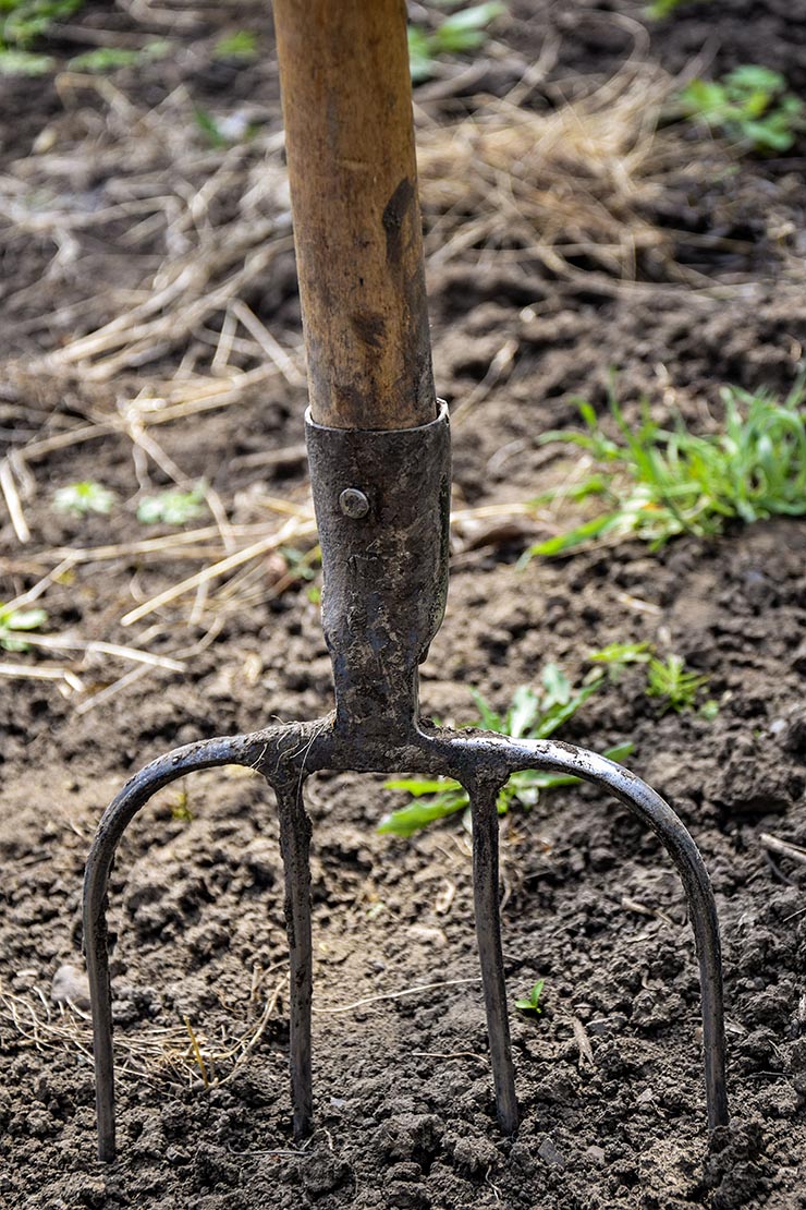 Blumensamen aussäen – Grabegabel in Gartenboden. Foto: AdobeStock_Marina_Nov