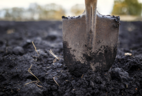 Nahaufnahme eines Spatens im Gartenboden. Foto: AdobeStock_nataba