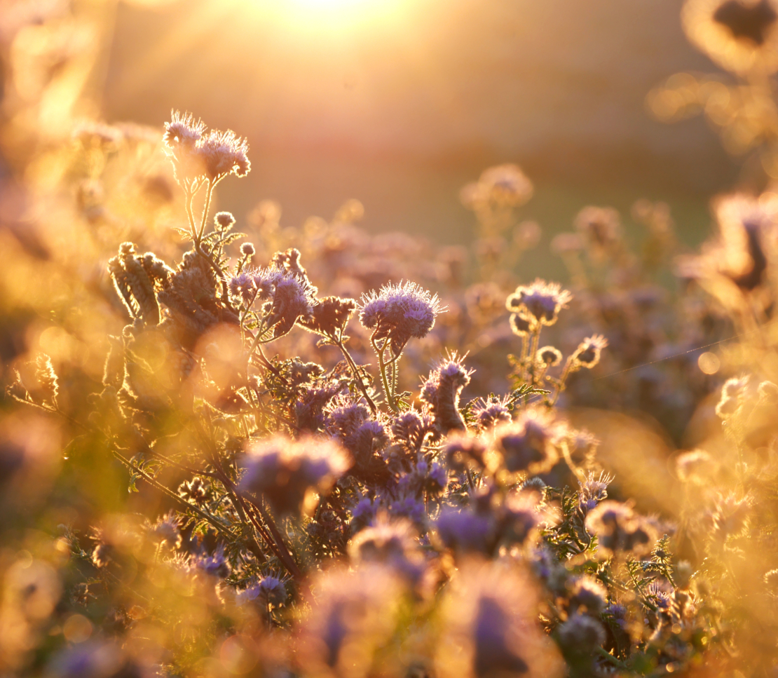 Lilablühende Pflanzen im goldenen Herbstlicht. Foto: AdobeStock_Li-Bro