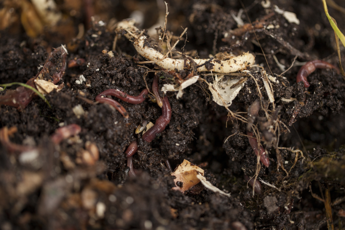 Bodenpflege im Herbst; Regenwürmer in der Erde. Foto: AdobeStock_jbphotographylt