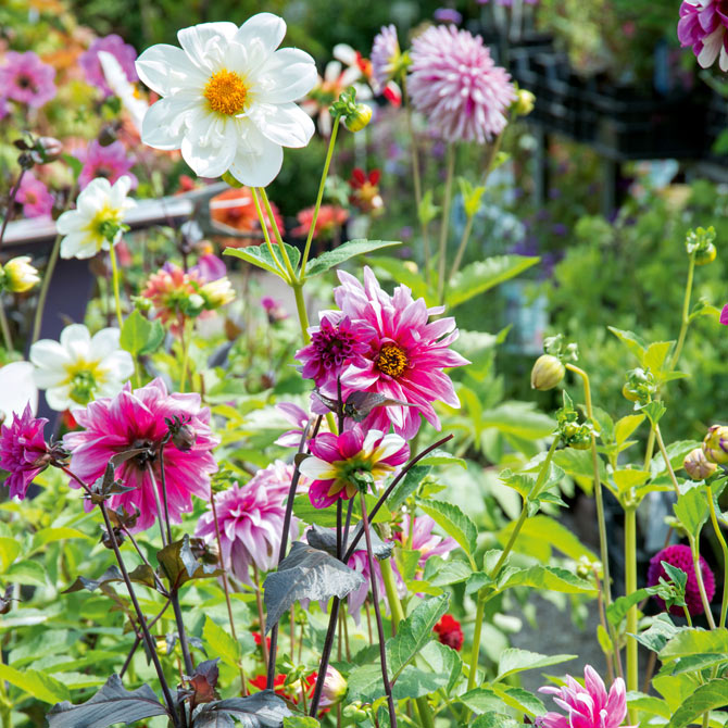 Dahlien Mix im Garten