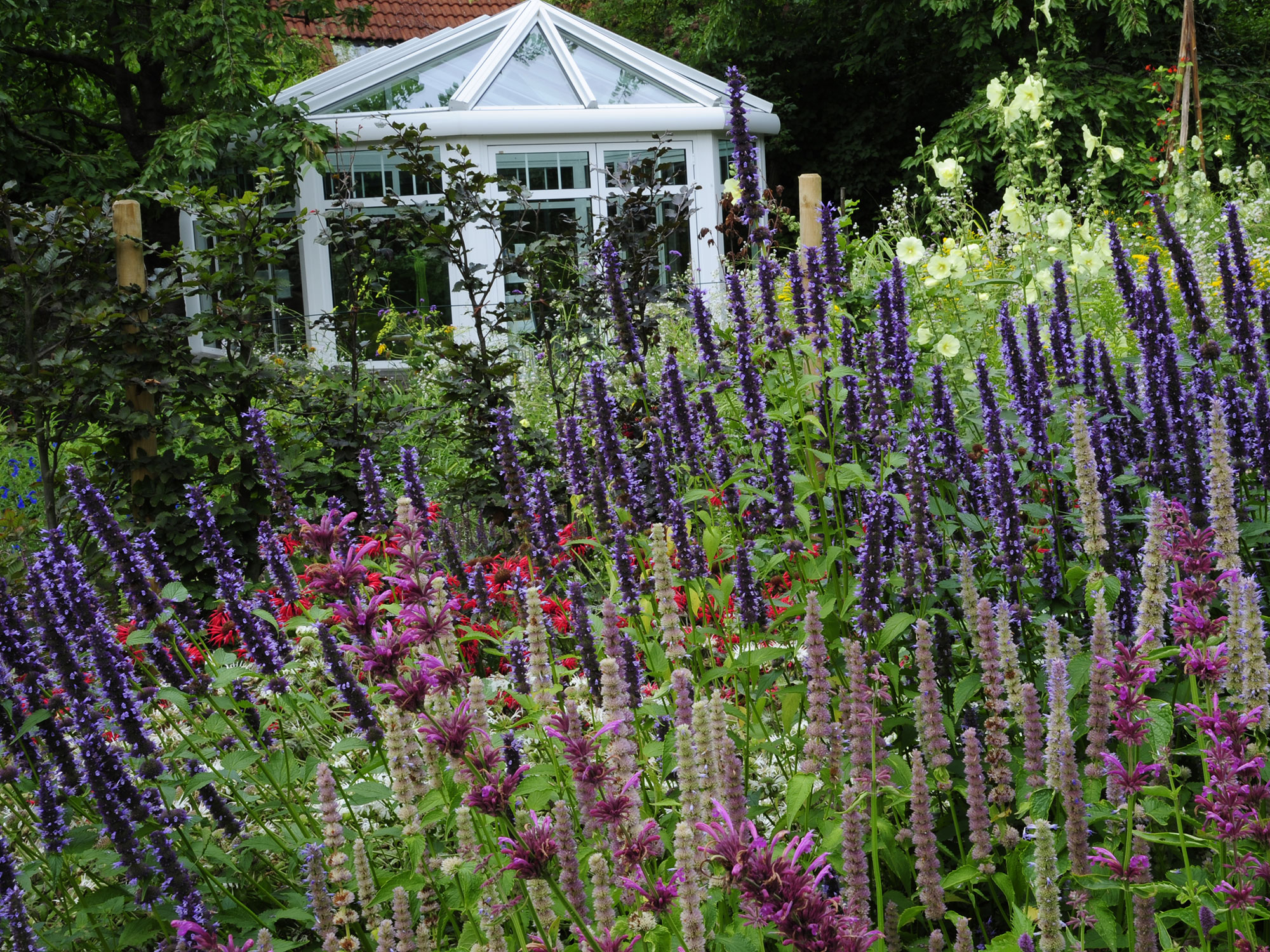 Duftnessel – Mehr als eine Begleitstaude | GartenFlora
