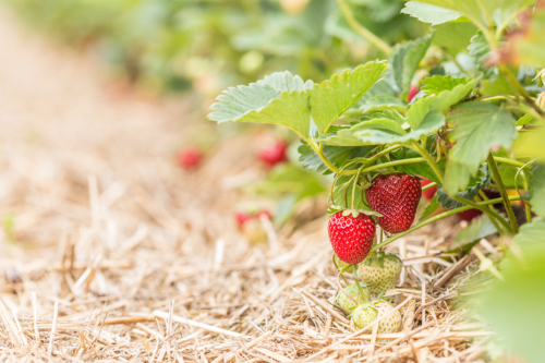 Erdbeeren anbauen Foto: AdobeStock_karelian
