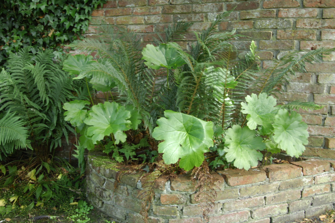 Farn im Garten Pflegeleichter Schmuck für Problemzonen GartenFlora