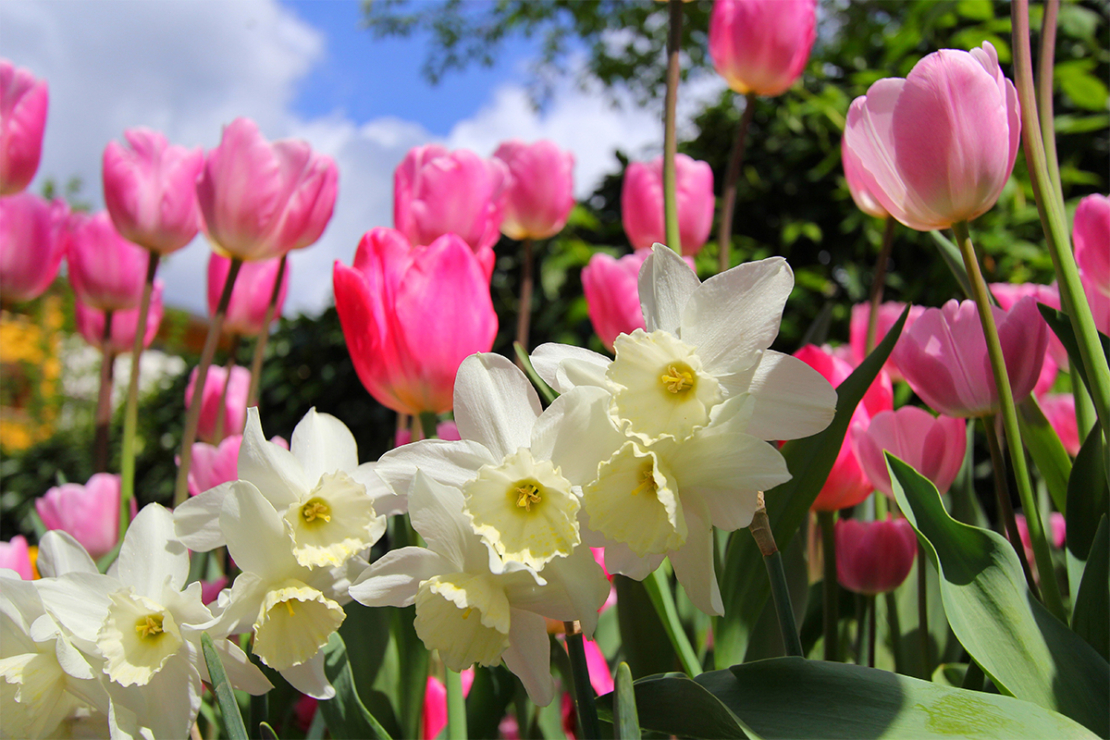 Frühling-Tulpen Foto: AdobeStock_NCAimages
