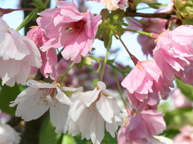 Zierkirsche vielfältiger Blütenzauber GartenFlora
