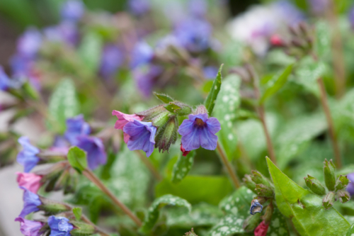 Geflecktes Lungenkraut Verwendung als Heil und Zierpflanze GartenFlora