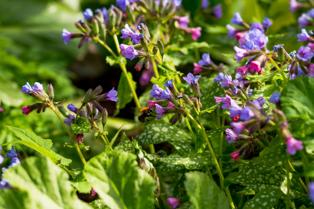 Geflecktes Lungenkraut Verwendung als Heil und Zierpflanze GartenFlora
