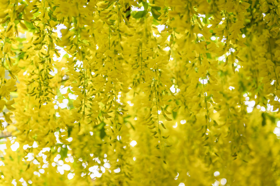 Herabhängende gelbe Blütentrauben des Goldregens von unten fotografiert. Foto: AdobeStock_manuta