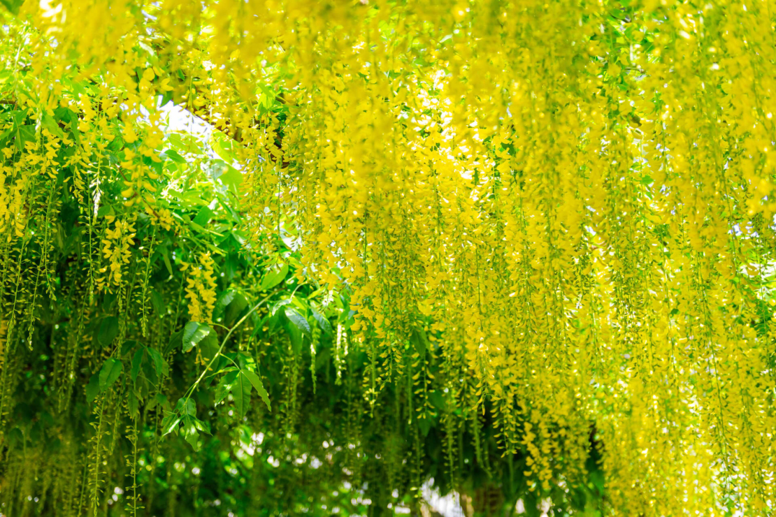 Gelbblühender Goldregen in Laubengang. Foto: AdobeStock_manuta