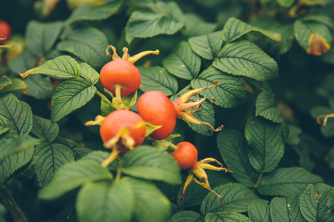 Reife Hagebutten an Rosen. Foto: AdobeStock_fedorovekb