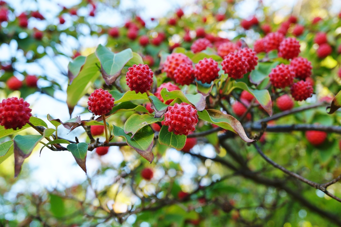 Hartriegel mit roten Früchten. Foto: AdobeStock_eqroy