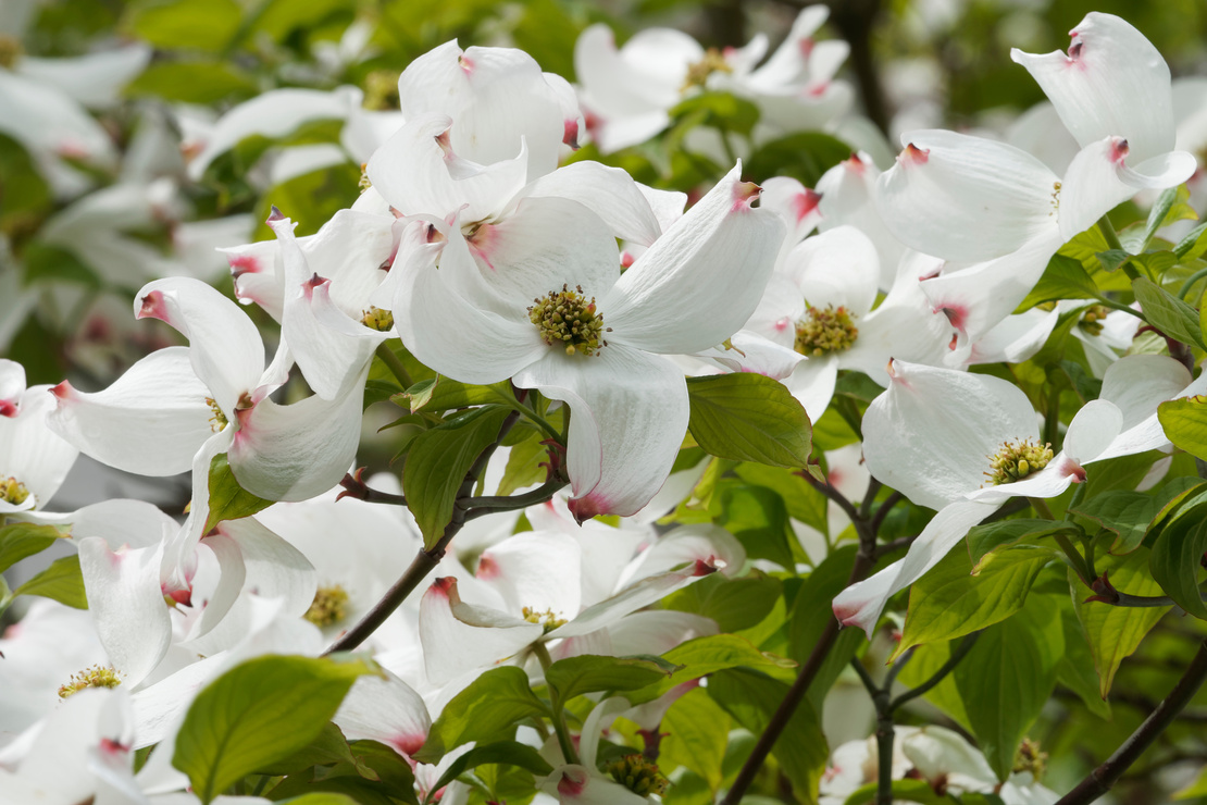 Hartriegel mit weißen Schalenblüten. Foto: AdobeStock_Marc