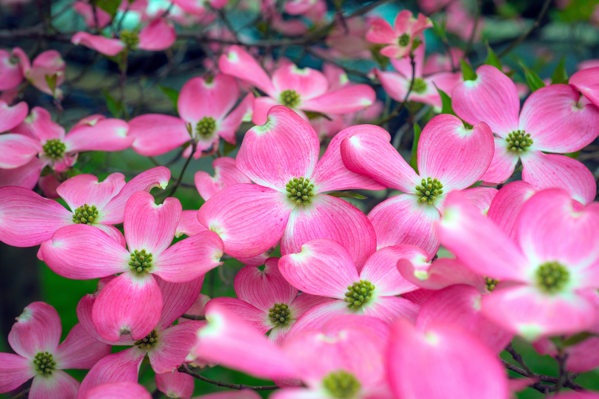 Hartriegel Die schönsten Blütenarten und sorten GartenFlora