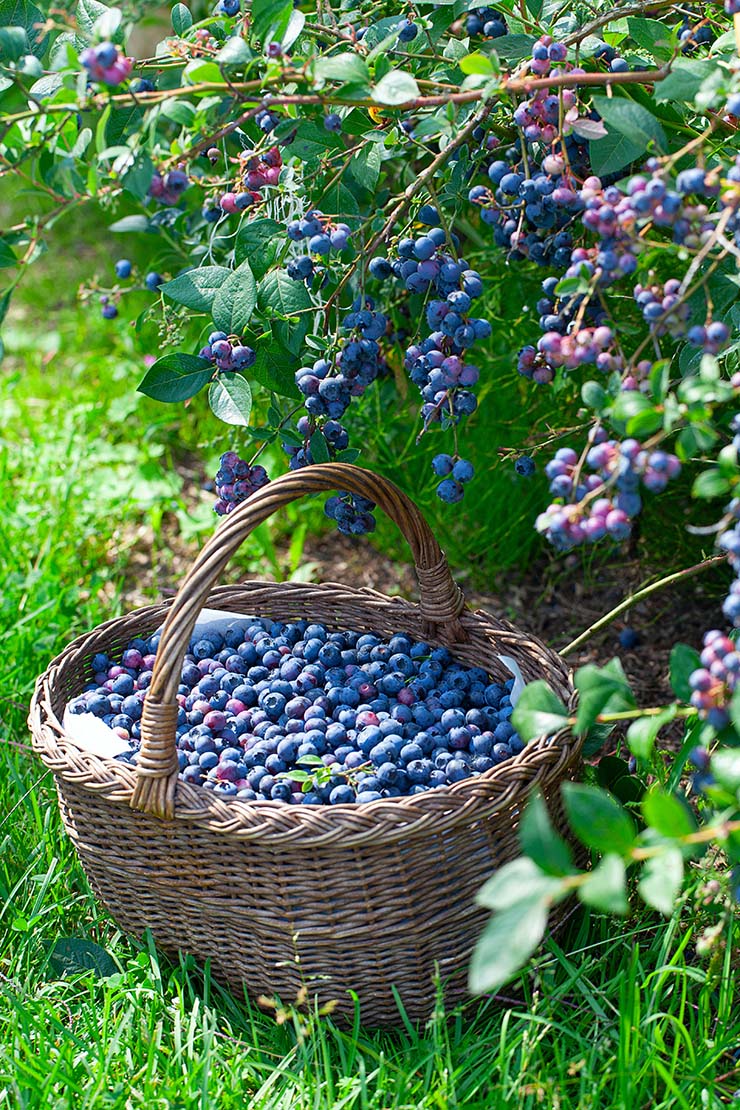 Mit Blaubeeren gefüllter Korb. Foto: AdobeStock_Diana Taliun