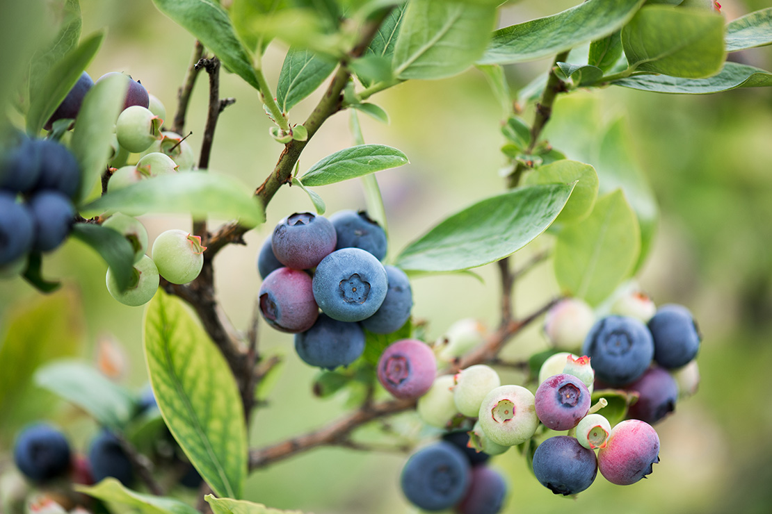 Blaue, reife und grüne, unreife Beeren an einem Strauch. Foto: AdobeStock_Maghlaoui