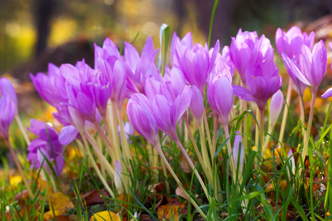 Violett blühende Herbstzeitlose, dazwischen heruntergefallenes, gelbes Herbstlaub