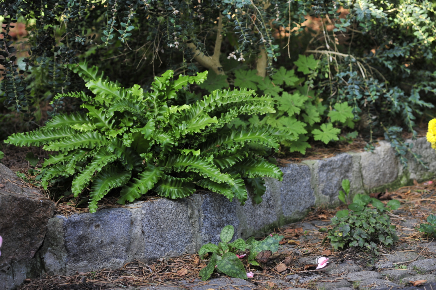 Farn im Garten Pflegeleichter Schmuck für Problemzonen GartenFlora