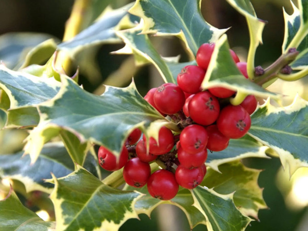 Strauch Mit Stacheligen Blättern Und Roten Beeren