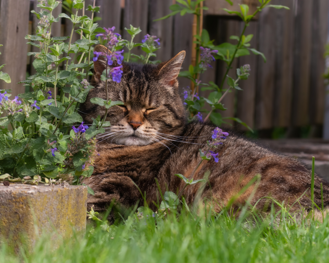 Katze schlummert in der Katzenminze