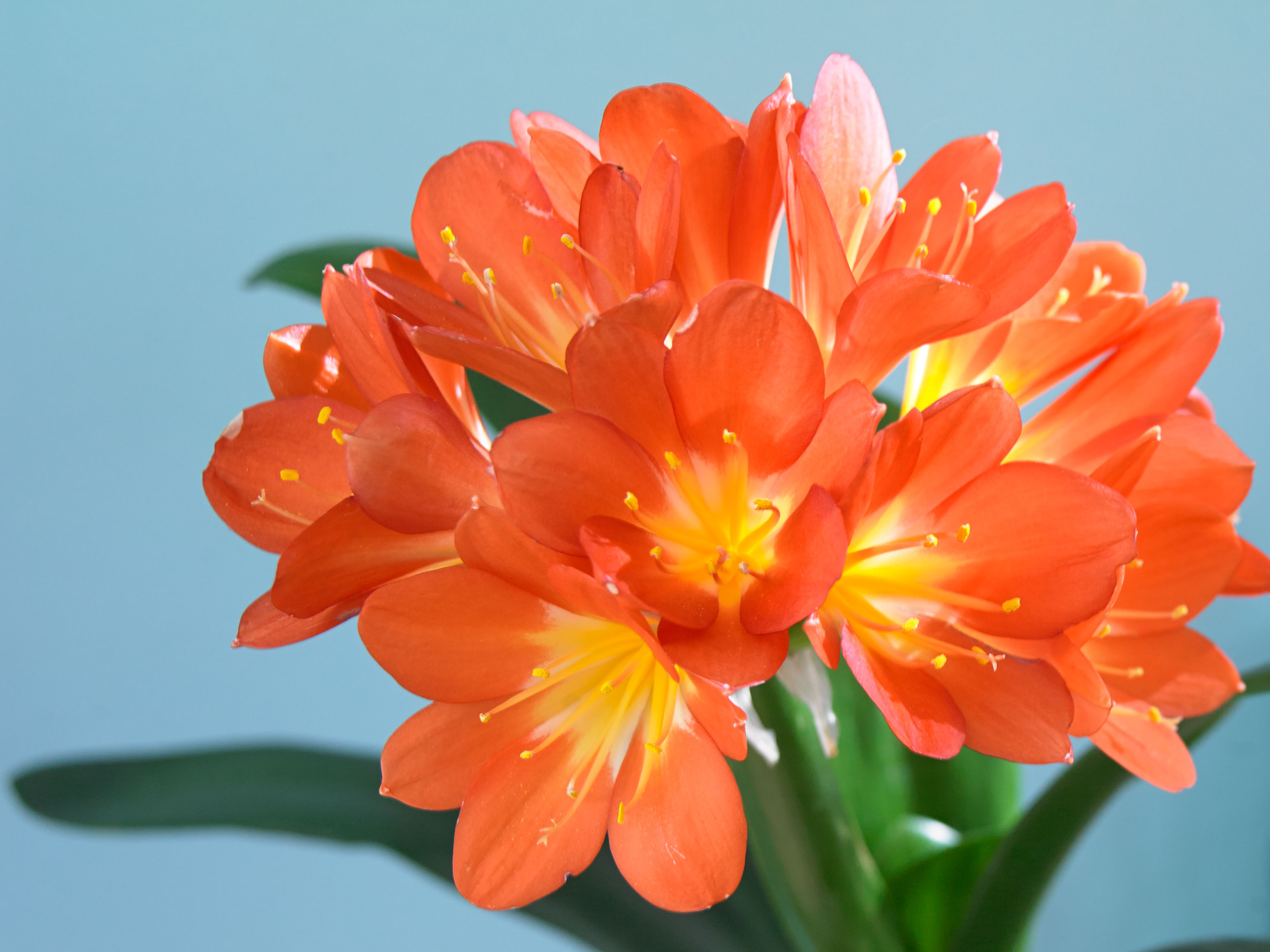 Klivie – die prachtvolle Zimmerpflanze ist zurück | GartenFlora