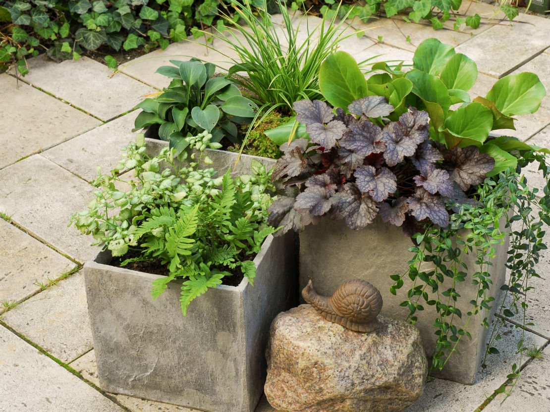 Winterharte Kübelpflanzen Kleine Gehölze für Topf und Kübel GartenFlora