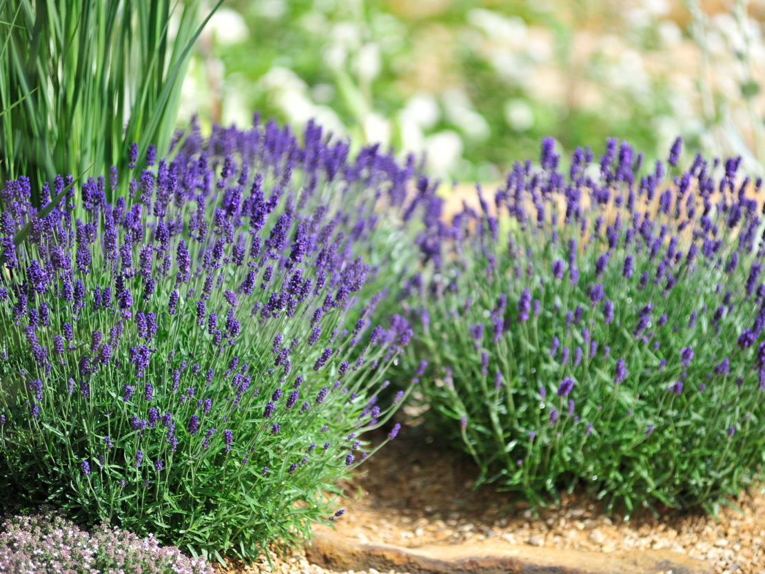 Lavendel Spätsommer zurückschneiden
