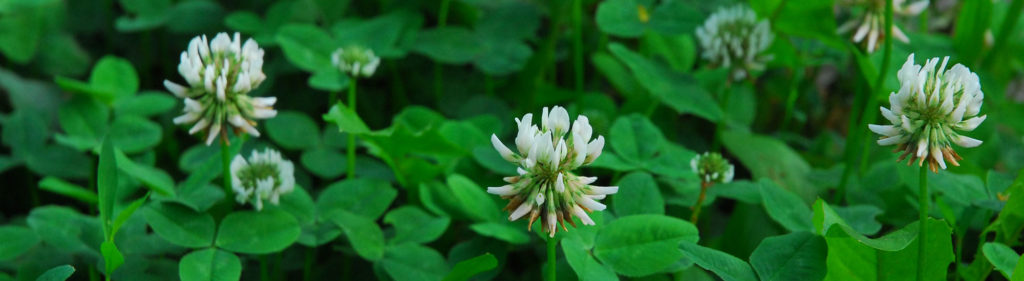 Leguminosen mit Blüten-Wildstauden