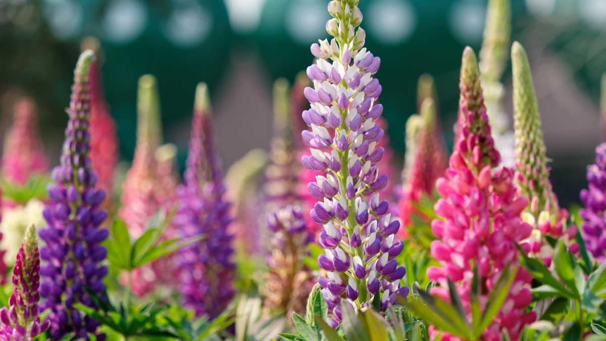 Lupinen: Eindrucksvolle Blütenkerzen für den Garten | GartenFlora