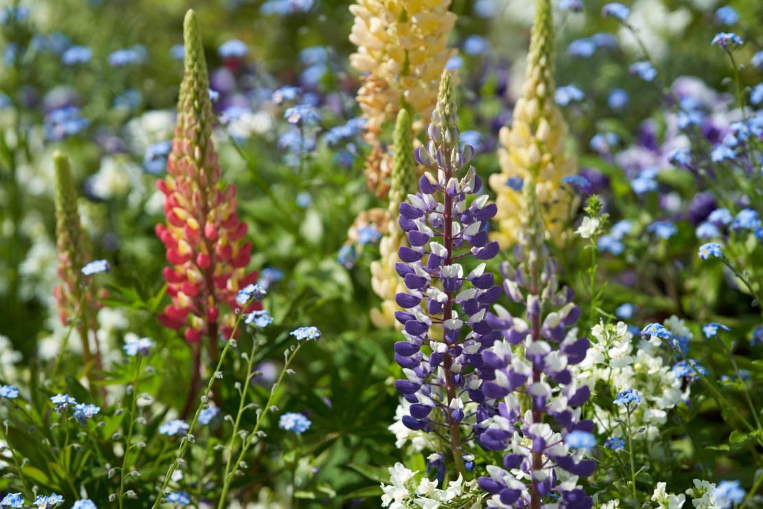 Lupinen Foto: AdobeStock_GS Planning