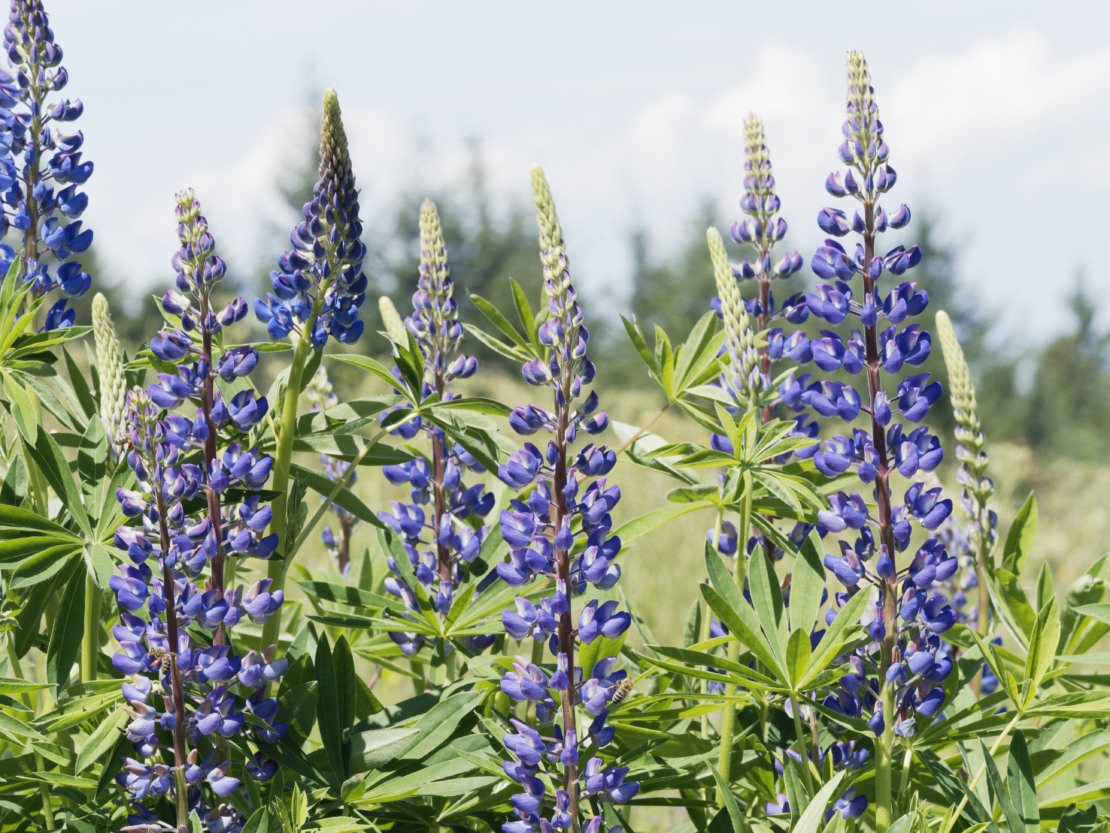 Lupinen. Foto: AdobeStock_Marc