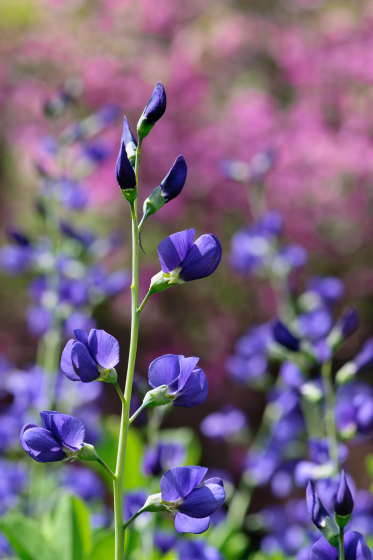 Lupinen Foto: AdobeStock_dinkaspell