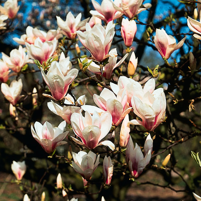 Magnolien ganz schön extravagant GartenFlora