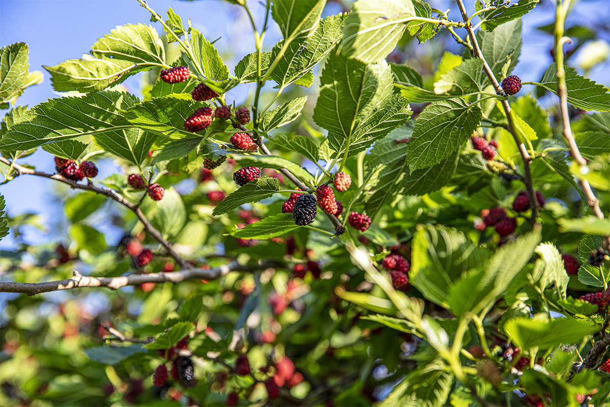 mulberry maulbeerbaum berries mulberries chestnut gartenflora nursery