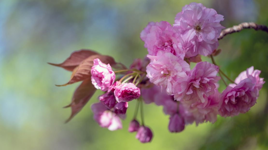 Nahaufnahme einer Zierkrischenblüte