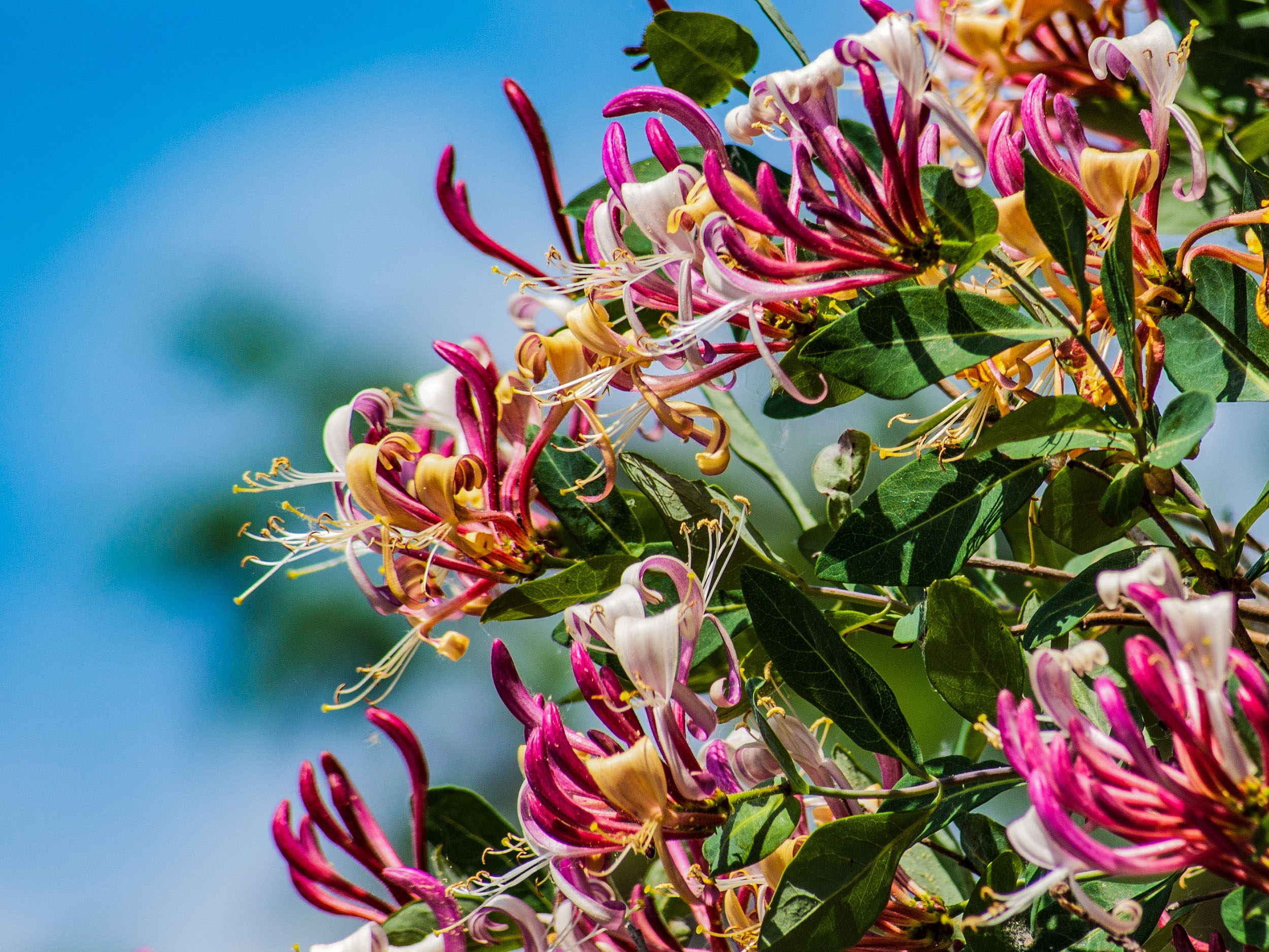 Lonicera Ein Geißblatt kommt selten allein GartenFlora