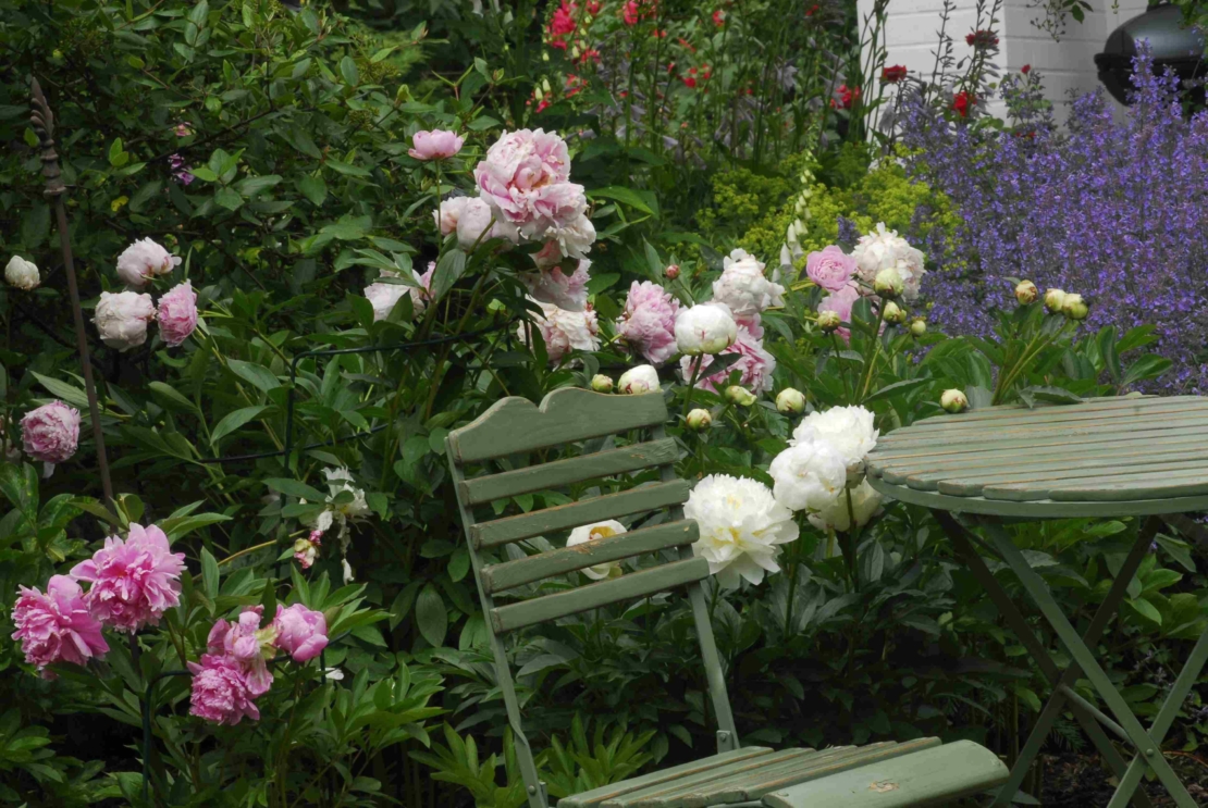 Gartenmöbel aus Holz umrandet von Pfingstrosen und Katzenminze in voller Blüte.