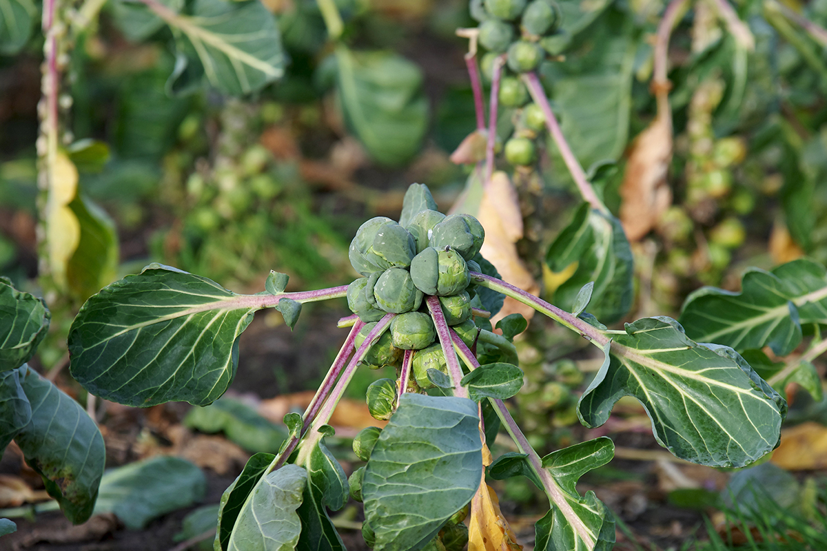 Rosenkohl wächst in einem Gemüsebeet [Foto: AdobeStock_Cuhle-Fotos]