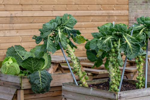 Rosenkohl in einem Nutzgarten in einem mit Holz umrandeten Beet [Foto: AdobeStock_HildaWeges]