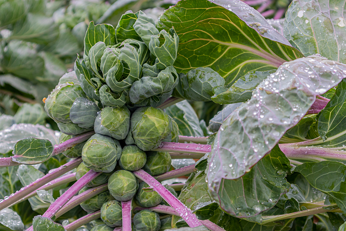 Rosenkohl in einem Nutzgartenbeet kurz vor der Erne [Foto: AdobeStock_Mm7]