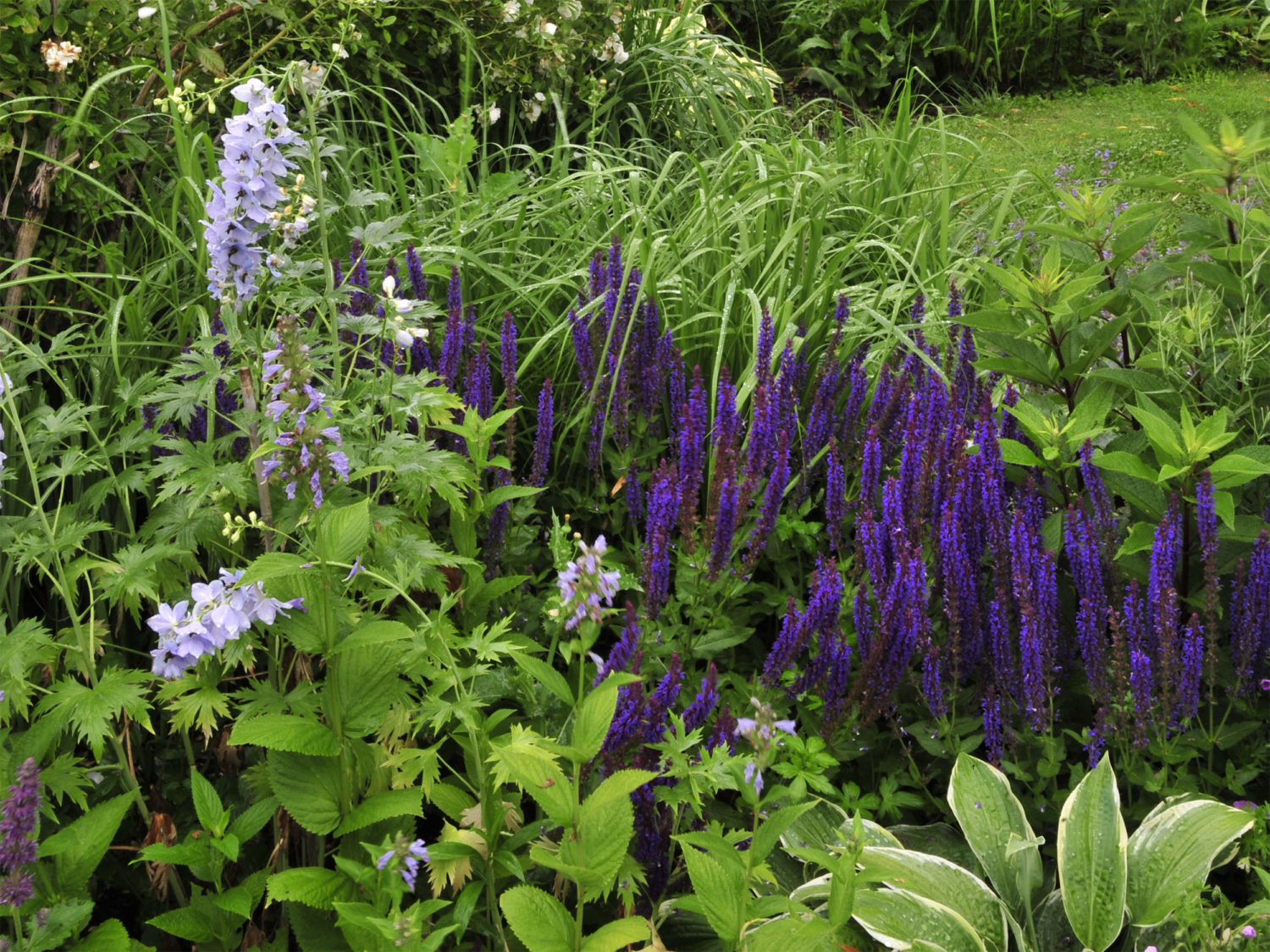 Sarastro Stauden aus der Staudengärtnerei Sarastro | GartenFlora