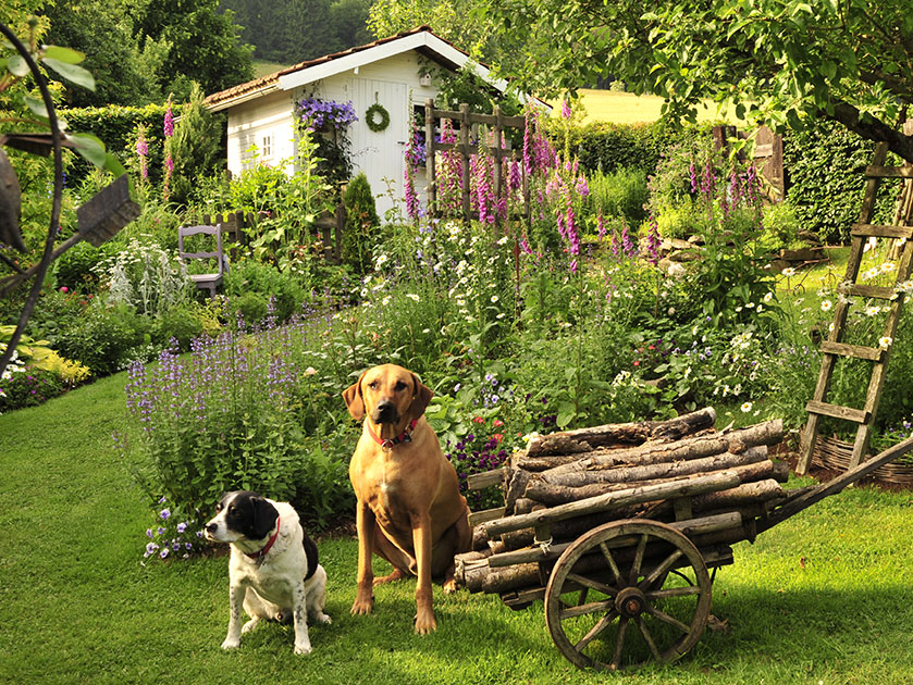 Schöner Garten Trotz Hund Aber Wie Gartenflora