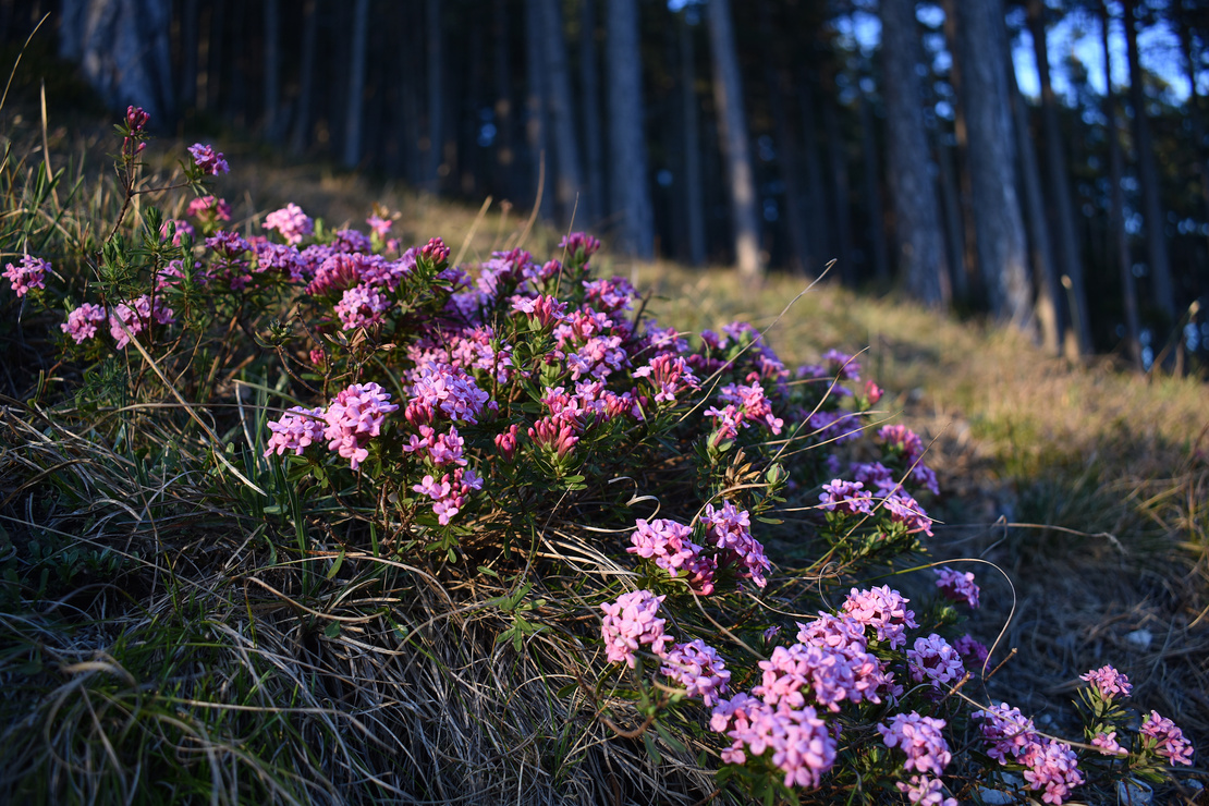 Blühender Rosmarinseidelbast an einem Hang im Wald. Foto: AdobeStock_EvaRuth